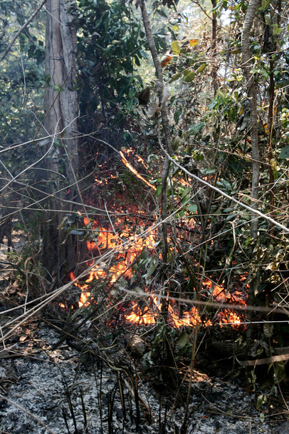 prado, bahia / brasil - 21 de novembro de 2011: Incêndio florestal é visto em parque na cidade do Prado, sul da Bahia. - Foto, Imagem