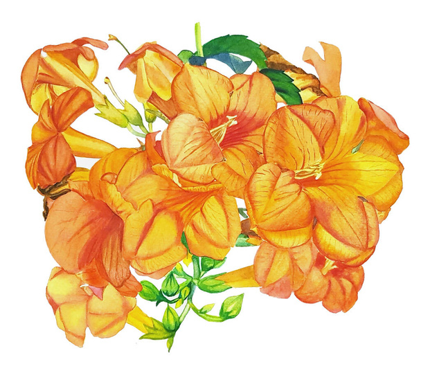 ακουαρέλα ζωγραφική του rungaroon λουλούδι μπουκέτο σε λευκό φόντο - Φωτογραφία, εικόνα