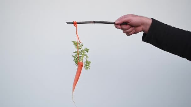 Liikemiehen käsi pitää porkkanaa valkoisella pohjalla olevassa tikussa. Porkkana ja keppi palkita ja rangaistus käsite. - Materiaali, video