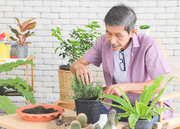 Senioři životní styl a zahradničení koncept. Aktivní asijský starší zahradník sedí u stolu s pokojovými rostlinami a zahradnickými nástroji, stará se o malý strom v květináči. - Fotografie, Obrázek