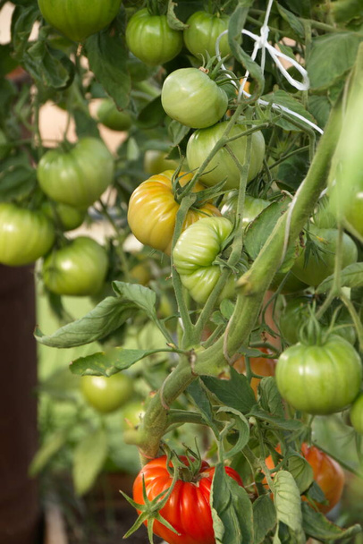 Hybrid tomato "Sarra F1" in a greenhouse on a branch Matures a new crop large ribbed fruits of a delicious vegetable vertical frame - Photo, Image