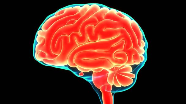 İnsan Sinir Sistemi Beyin Anatomisi Merkezi Organı. Üç Boyut - Fotoğraf, Görsel