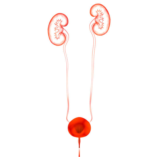 3D-kuva käsite ihmisen virtsateiden munuaisten virtsarakon anatomia - Valokuva, kuva