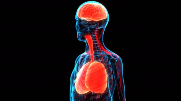 Concept d'animation 3D des organes internes humains Poumons avec anatomie cérébrale - Séquence, vidéo