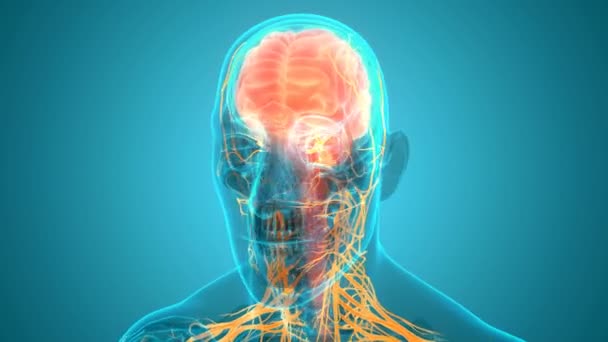 İnsan Sinir Sistemi Beyin Anatomisi Merkezi Organı 'nın 3 boyutlu Animasyon Kavramı - Video, Çekim