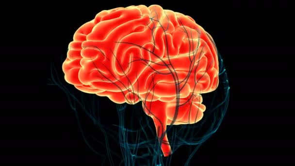 3D animációs koncepció az emberi idegrendszer központi szervének anatómiájáról - Felvétel, videó