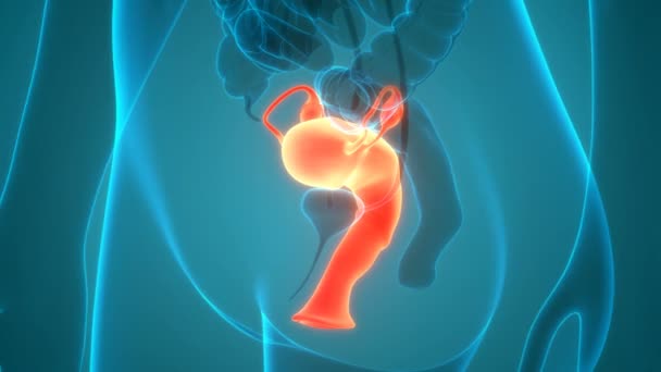 Концепция 3D анимации анатомии женской репродуктивной системы - Кадры, видео