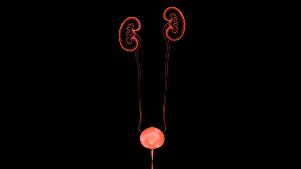 人間の尿系腎臓解剖学。3D - 写真・画像