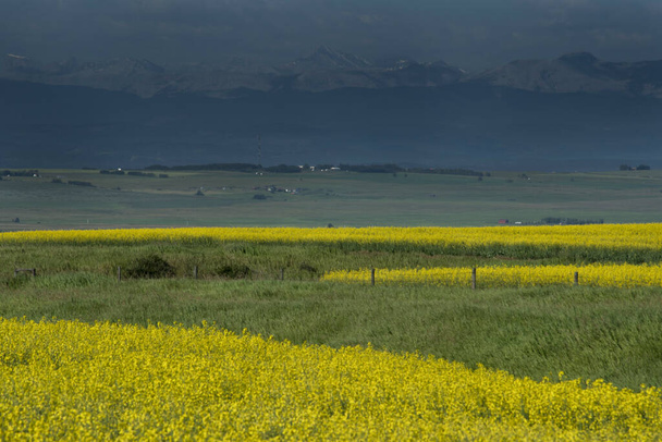Žluté kanolové pole kvetoucí během letní sklizně v západní Kanadě na prériích Alberta . - Fotografie, Obrázek