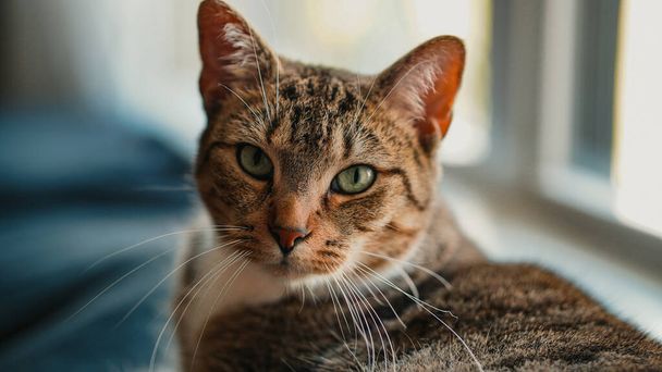A closeup shot of a beautiful orange cat face with green eyes - Zdjęcie, obraz