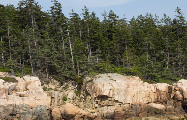 A rock cliff coast with tall pine trees at Maine, USA - Photo, image