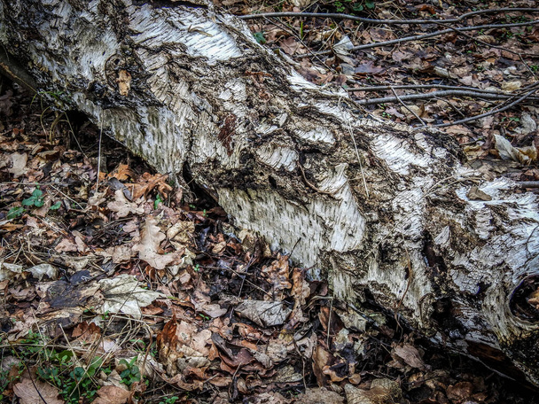 A closeup shot of a dry birch tree laying on the ground - Foto, afbeelding
