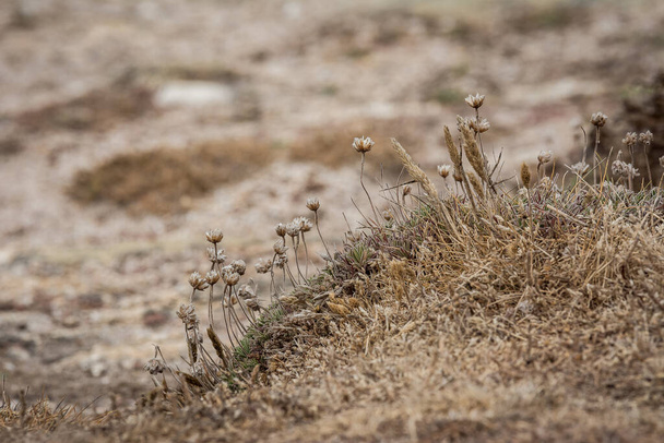 A closeup shot of dry grass and flowers - Fotó, kép