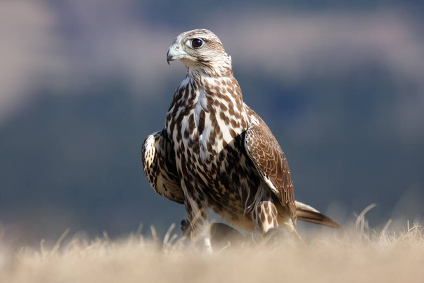 The saker falcon (Falco cherrug) female sitting on the ground in a yellow grass - Photo, Image