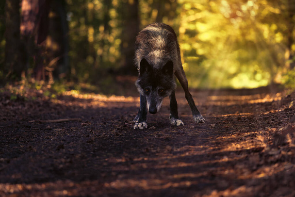 O lobo noroeste (Canis lupus occidentalis) de pé na estrada e olhando diretamente para a lente na luz da noite. O lobo (Canis lupus), também conhecido como o lobo cinzento ou madeira com um olhar ameaçador
. - Foto, Imagem