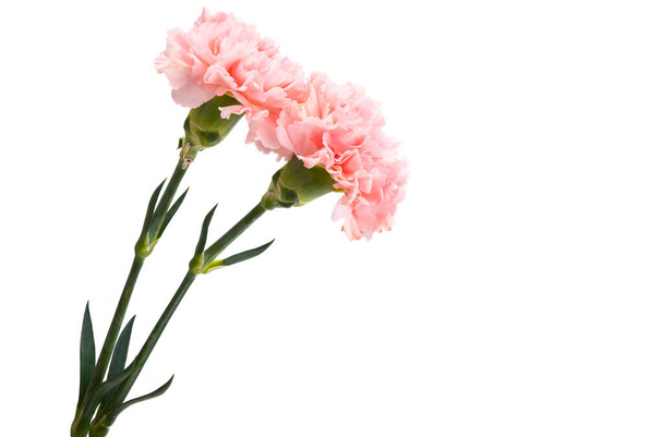 krásný karafiát květiny izolované na bílém pozadí - Fotografie, Obrázek