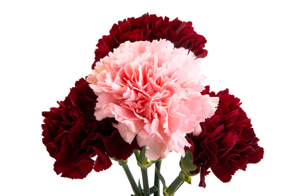 beautiful carnation flowers isolated on white background - Photo, Image