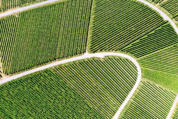 Vineyard from above with paths and roads - Fotoğraf, Görsel