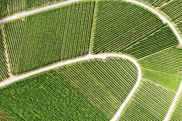 Vineyard from above with paths and roads - Fotoğraf, Görsel