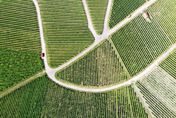 Vineyard from above with paths and roads - Foto, Bild