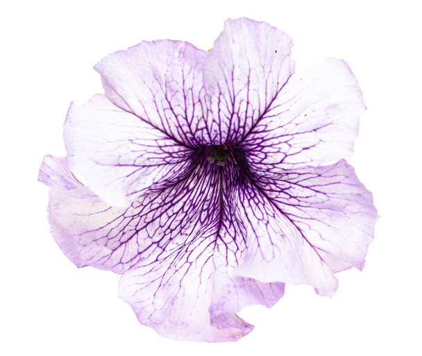white flower with blue veins of petunia on a white background - Photo, Image