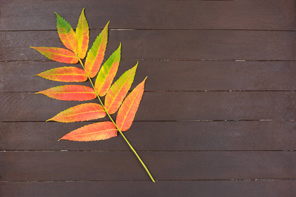 Colorful autumn leaf on wooden background. Minimal concept. - Zdjęcie, obraz