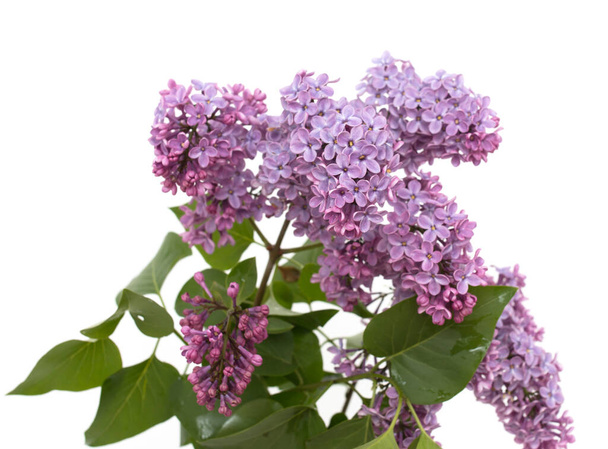 lilac flowers on a white background - Photo, Image