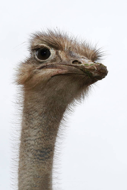 ostrich, portrait, bird, closeup - 写真・画像