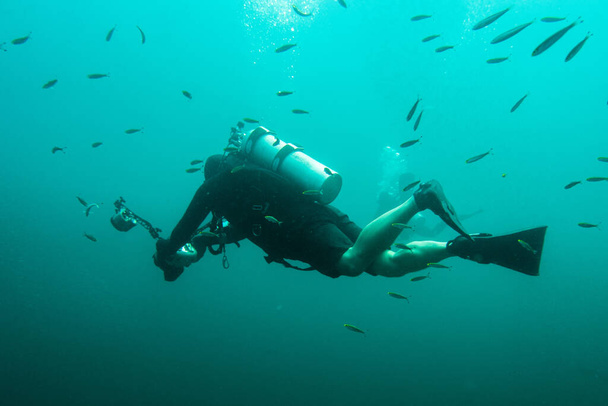 Mergulhador subaquático com peixes e câmera - Foto, Imagem