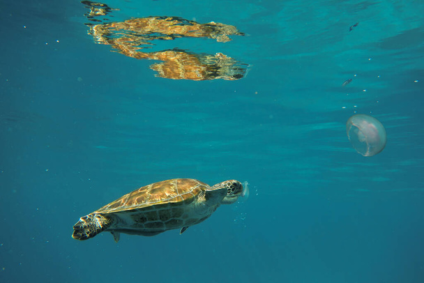 Θαλάσσια χελώνα υποβρύχια κοντά στην επιφάνεια - Φωτογραφία, εικόνα