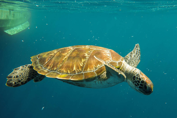 Zeeschildpad zwemmen onder water - Foto, afbeelding