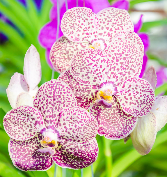Orkideat
 - Valokuva, kuva