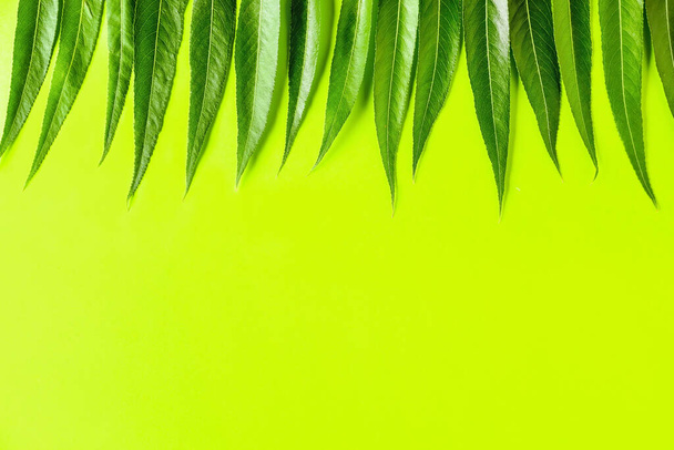 Зеленые листья озир на цветном фоне - Фото, изображение