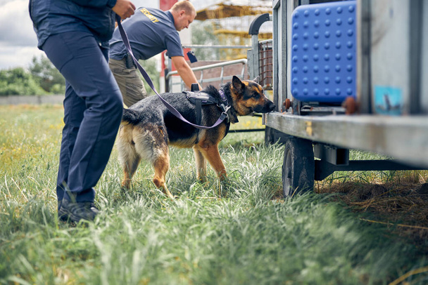 Security guards with dogs checking luggage outdoors at airport - Foto, Bild