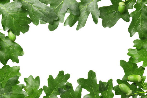 Rama z liści zielonego dębu na białym tle - Zdjęcie, obraz