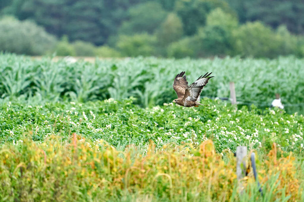 One common buzzard, buteo buteo, on spring field, one buzzard with spread wings taking, place for text. - Photo, Image
