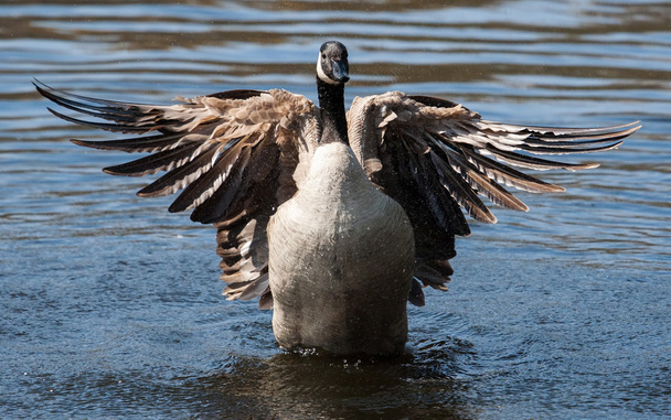 καναδική χήνα flapping τα φτερά - Φωτογραφία, εικόνα