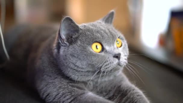 Primo piano di un simpatico gatto da compagnia inglese shorthair grigio-blu - Filmati, video