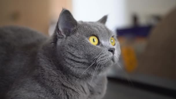 Primo piano di un simpatico gatto da compagnia inglese shorthair grigio-blu - Filmati, video