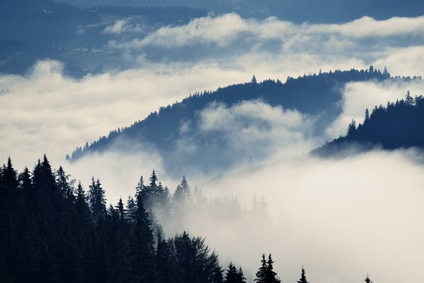 Απίστευτα όμορφη ανατολή στα βουνά. Κωνοφόρα δέντρα στην ομίχλη και οι ακτίνες του ήλιου μέσα από το ομιχλώδες δάσος. - Φωτογραφία, εικόνα