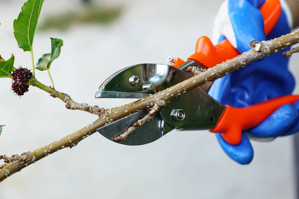 Рука с помощью обрезки ножницы резки ветви дерева - Фото, изображение