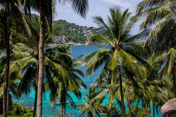 palmeras en la bahía de Tailandia - Foto, Imagen