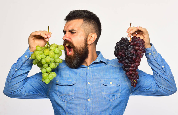 Farmer shows his harvest. Winegrower with wild face holds grapes - Фото, изображение