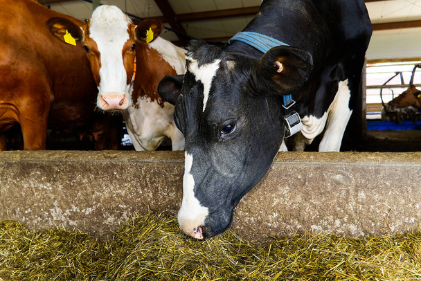 Vacas Pretas e Brancas na Quinta. vacas a comer feno no estábulo em cowshed. Vacas leiteiras na exploração leiteira, na indústria agrícola, na agricultura e no conceito de criação animal. - Foto, Imagem