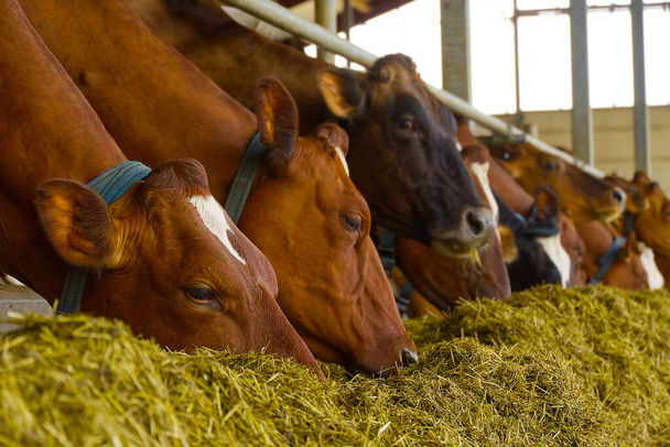 Оранжевые коровы на ферме. Красные коровы едят сено в коровнике. Молочные коровы на молочной ферме, в сельском хозяйстве, в сельском хозяйстве и животноводстве. - Фото, изображение