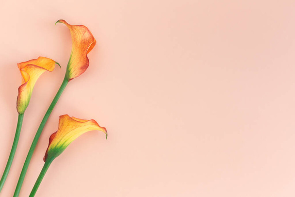 Piękne żółte Calla Lilie kwiaty na brzoskwiniowym pastelowym tle. Leżeć płasko. Miejsce na tekst. - Zdjęcie, obraz