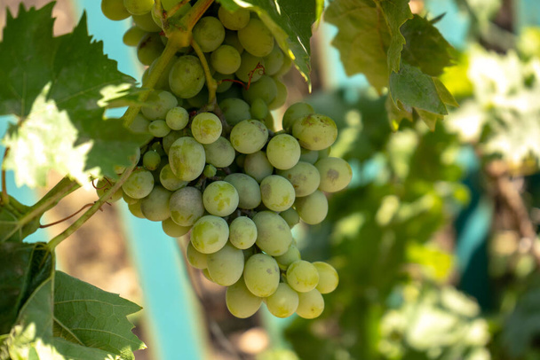 uva de vino verde claro en un arbusto, cosecha de verano - Foto, Imagen