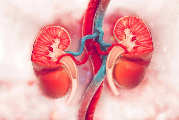Human kidney cross section on scientific background. 3d illustration - Photo, Image