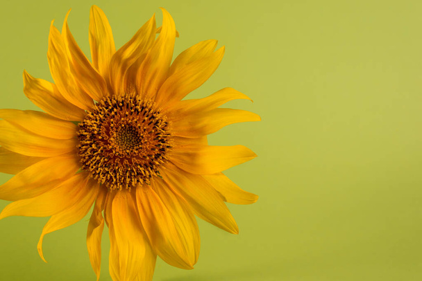 Sunflower on a color paper background. Minimalist floral background. - Photo, Image