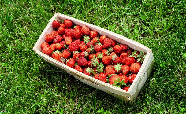 Wooden basket with red strawberries on green grass - Foto, afbeelding